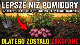 Lepsza Niż Pomidory. Produkuje Przez Cały Rok, Wytrzymuje 6 Miesięcy I Nigdy Nie Trzeba Jej Ponownie