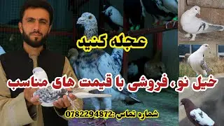 خیل نو، فروشی با قیمت های مناسب/کفترهای جنگی و پریشی/ دوکان پهلوان صمیم عجله كنيد