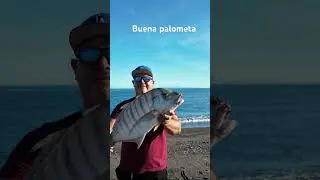 Palometa grande