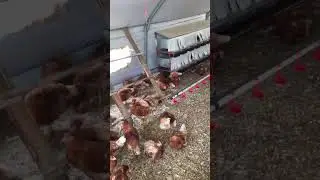 #gezentavuk #tavuk #gezentavukyumurtası #&ccedil;adır #lohmanbrown #yumurta #farming #farm #camp #ligorin