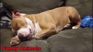 Funny Animals - Funny DOGS Dreaming, Snoring and Running - Funny DOGS Compilation 2016