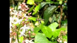 Thick-legged hover fly on the fairy stonecrop