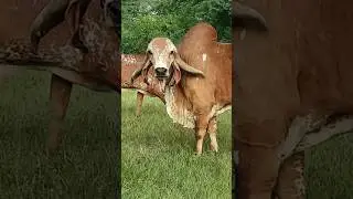 Gir bull BAGALIYO #gujarat