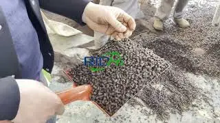 Organic Fertilizer Pellet Machine Trial Run | Large-Scale Production