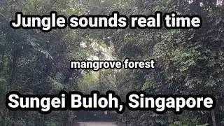 Forest bird song| Birds chirping| Realtime relaxing nature sound#birds#singapore#nature#wildlife