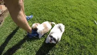 Lambo / Bentley - SUPER CUTE male Teddy Bear designer puppies