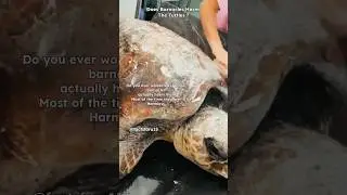 Does Barnacles Harm The Turtles |  Sea Turtle Barnacles | #shorts ytshorts #sciencefacts