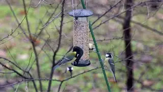 Great tits and a blue tit at bird feeder
