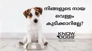 വെള്ളം കുടിക്കാത്ത നായ്ക്കളെ എങ്ങനെ വെള്ളം കുടിപ്പിക്കാം? 😍 : How To Rehydrate Dogs : Knowdogs