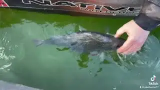 Monster Barsch vom Kajak in Perchzilla 50 +