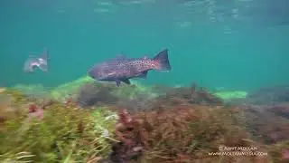 Seatrout and Atlantic Salmon gets ready to spawn in a river in Norway