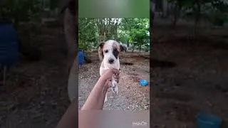 #doglover #pets #dog #helpstraydogs #viral #trending #adoptdontshop #strays #savestrays #streetdog