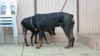CHD, Panosteitis, Luxated Patella?
