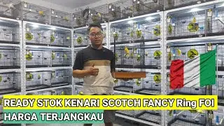TOTAL 200 EKOR Scotch Fancy ring FOI ITALY,HARGA TERJANGKAU #kenarigacor #kenarisf #kenari