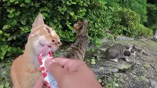Mujaer Udah di suapin giliran si oyen dong sekarang, eh masih aja ngerecokin 😅