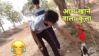 AAM KHANE WALA DOG/KHET KI TOOR #vlogs #minivlog #viral