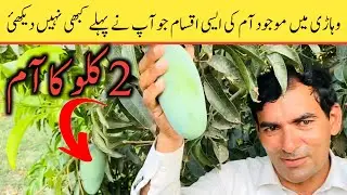 World Famous Pakistani Mangos | Mango Farming In Pakistan | High Density Mango Farming In Vehari