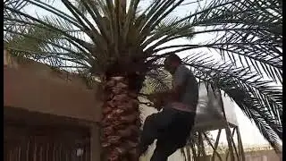 تكريب النخيل فيديو رقم ( 9 )