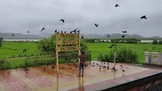 Assembly of Birds