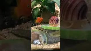 Snail eating cucumber 🥒 #shorts #aquarium