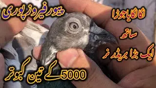 فیروزپوری جوڑا ایک بریڈر کبوترکی ڈیل……..03341042965