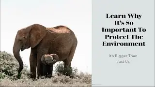 Unveiling the Shocking Reason We Must Protect the Environment Now!