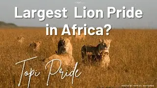 Is This The Largest Lion Pride in Africa? - Discover Africa Wildlife