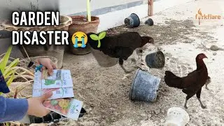 My Hen Destroyed My Winter Plants 😭🌱 | Starting Again Today! | Forkflare 
