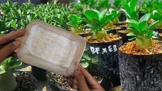 Как посеять семена адениума в тканевый субстрат | Desert Rose Plant