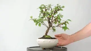 V&iacute;deo 360&ordm;  Bons&aacute;i Prunus Tomentosa. Cerezo. PRS03to