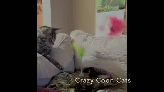 Baby Kitten Plays Paw and Seek wih Big Maine Coon Cat. #cats #funny #shortvideo  @crazycoons