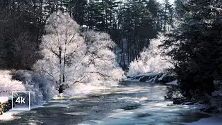 4K Virtual Winter Walk - Walking in a Snow Forest - 3 HRS of Crunching Snow Sound #asmr #nature