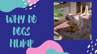 Why Do Dogs Hump? Explained