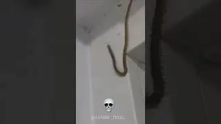 Scary Insects 💀