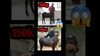 50kg se 150kg Heavyweight Bakra 2023 😱 #respect #goat #bakra