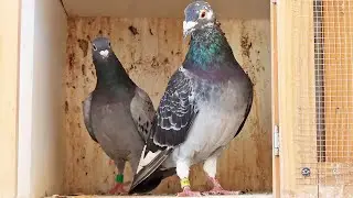 Stock Pigeon Update & Moxidectin Time
