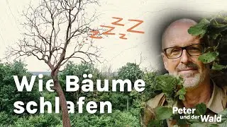 Kurzwissen  - Wie schlafen Bäume