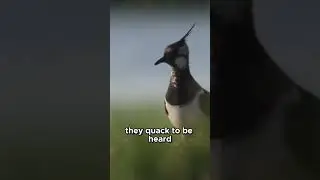 Ultimate Reason Ducks Quack Loudly Survival and Connection #Animals #BirdFacts!!