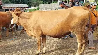 18 JUTA‼️ BABON JUMBO HAMIL 5 BULAN PASAR SAPI PURWANTORO WONOGIRI JAWA TENGAH
