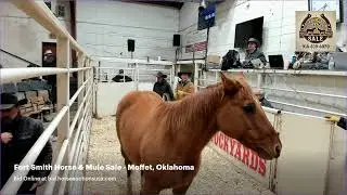 Fort Smith Horse & Mule Sale - Moffett, Oklahoma