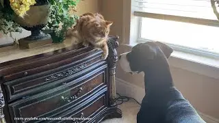 Chatty Great Dane Puppy Interrupts Cat's Blind Flossing Fun - #Cats Rule
