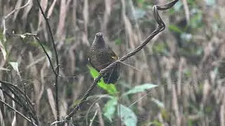 Call of a Scaly laughing thrush