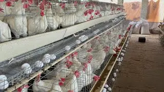 Collection Murgi Hen Harvesting Egg On Poultry Farming | Poultry Farming Business |( Part 21