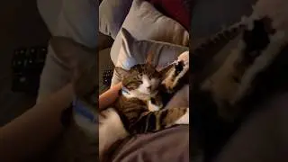 Mr Pibbs; Night prowl, snuggle, and play: a purr-fectly fun friend!🌙#music #cat #jazz #play #shorts