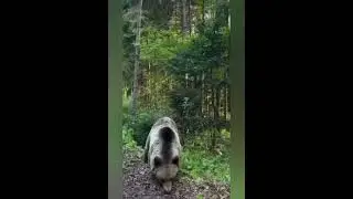 михей вышел из  леса