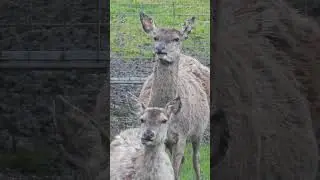 Two Deer Chewing, St Clether, Cornwall, UK #shorts