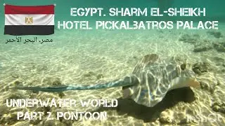 UNDERWATER WORLD. EGYPT. PICKALBATROS PALACE. PART 2. PANTOON. JULY 2023