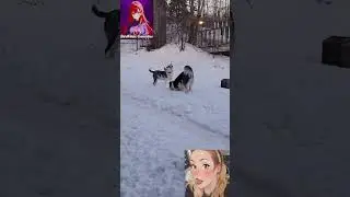 It's A Snow Day: Day Of The Dog Part 1