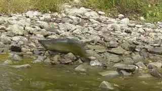 Salmon Running Up 20 Mile Creek 2022