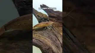 Why Are Bamboo Shrimp PERFECT For Community Aquariums?